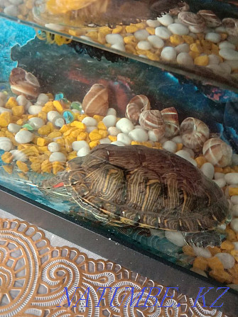 Selling red-eared turtle Aqsu - photo 4