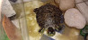 Водная красноухая черепаха Муткенова