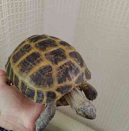 Продам сухопутную черепаху Kostanay
