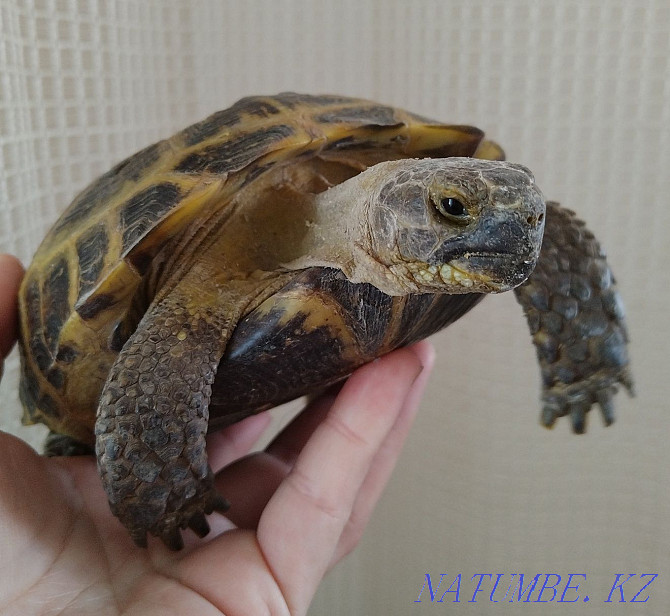 tortoise for sale Kostanay - photo 2