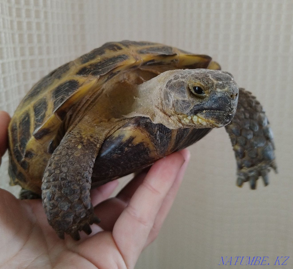 tortoise for sale Kostanay - photo 2