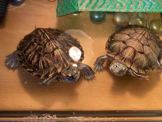 Черепахи красноухие Abay