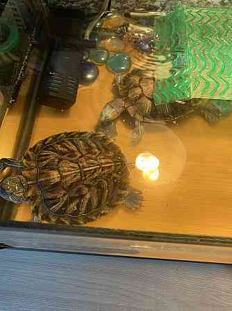 Черепахи красноухие Abay