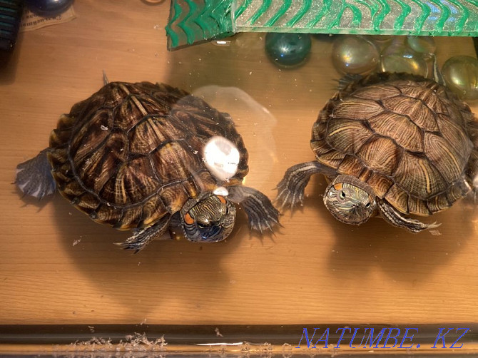 Черепахи красноухие Абай - изображение 1