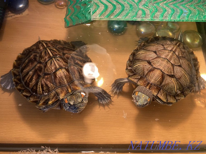 Черепахи красноухие Абай - изображение 6