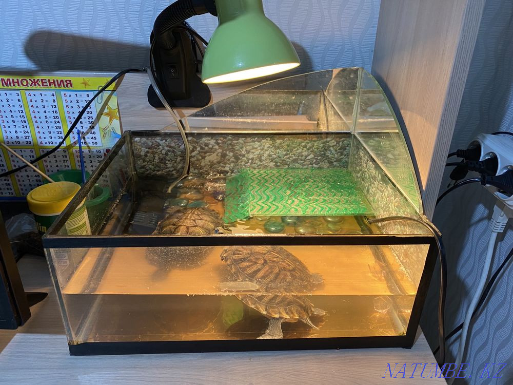Черепахи красноухие Абай - изображение 2