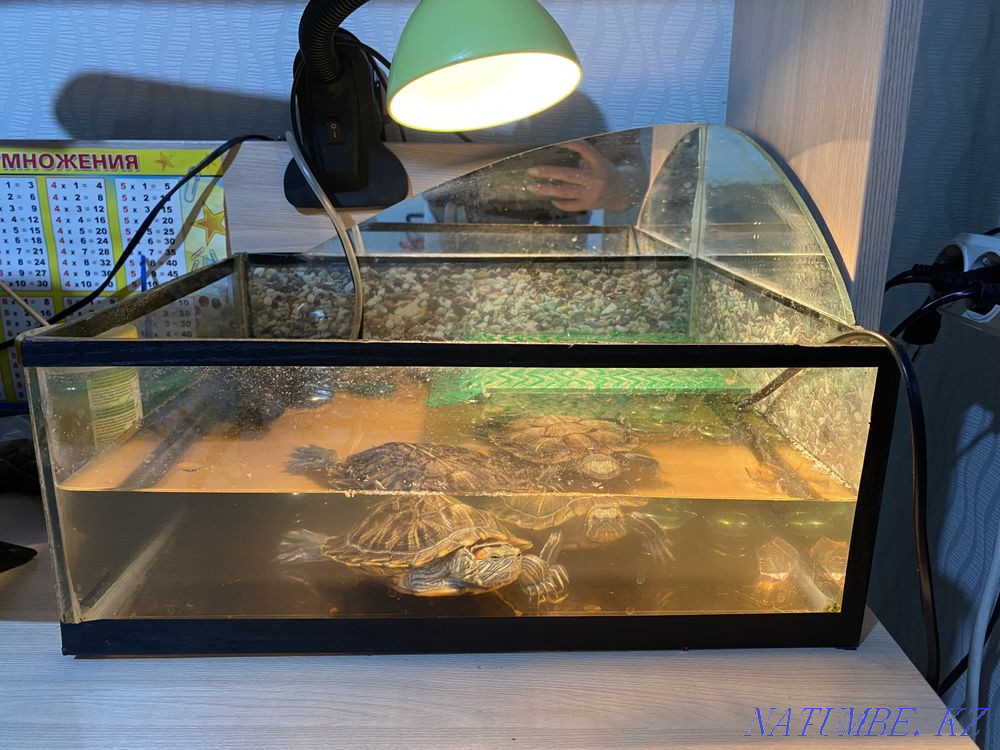 Черепахи красноухие Абай - изображение 3