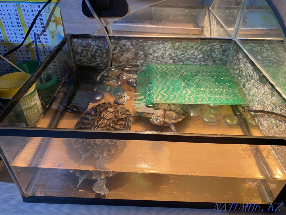 Черепахи красноухие Абай - изображение 4