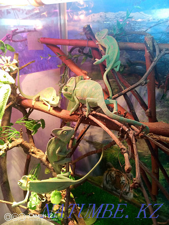 sell Yemeni chameleons Almaty - photo 3