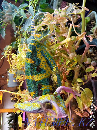 sell Yemeni chameleons Almaty - photo 2