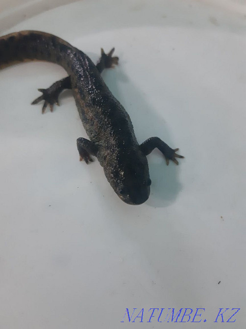 Triton Spanish Spiny! Sale! Almaty - photo 2