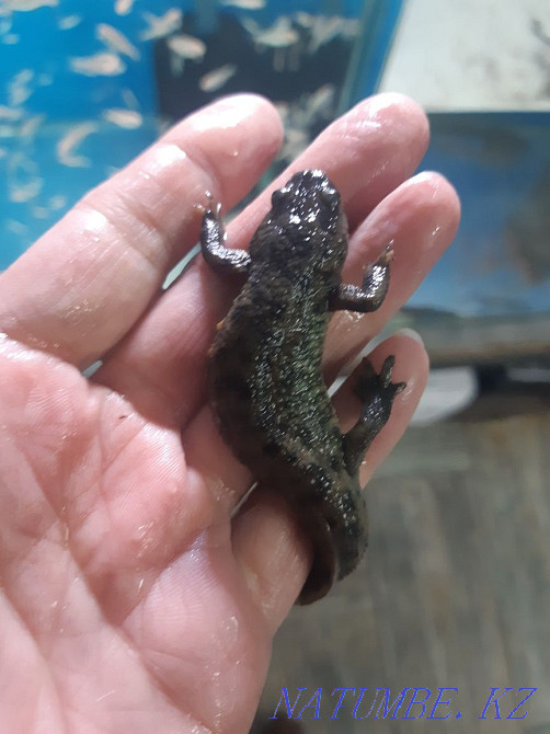 Triton Spanish Spiny! Sale! Almaty - photo 4