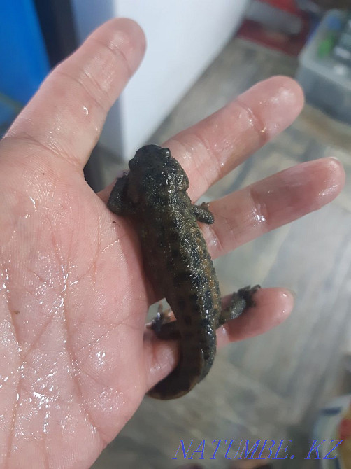 Triton Spanish Spiny! Sale! Almaty - photo 3