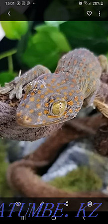 Gecko Toki!! Қолдан жасалған сәбилер сатылады!  Алматы - изображение 4