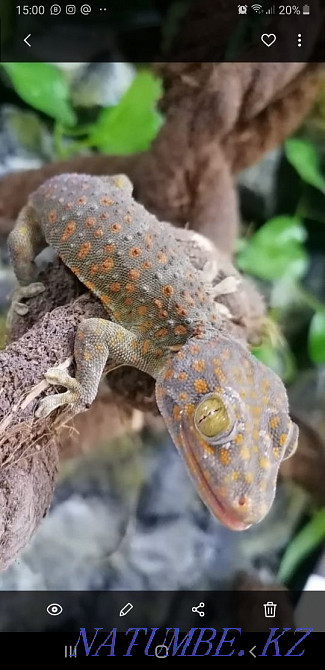 Gecko Toki!! Handmade babies for sale! Almaty - photo 5