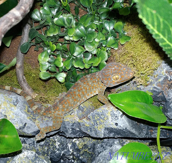 Gecko Toki балалар мен жасөспірімдерге арналған нұсқаулық сатылымда  Алматы - изображение 4