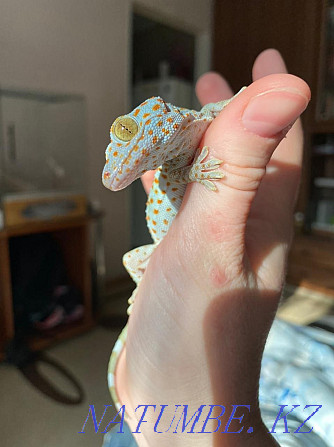 Gecko Toki балалар мен жасөспірімдерге арналған нұсқаулық сатылымда  Алматы - изображение 1