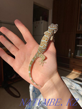 Gecko Toki балалар мен жасөспірімдерге арналған нұсқаулық сатылымда  Алматы - изображение 2