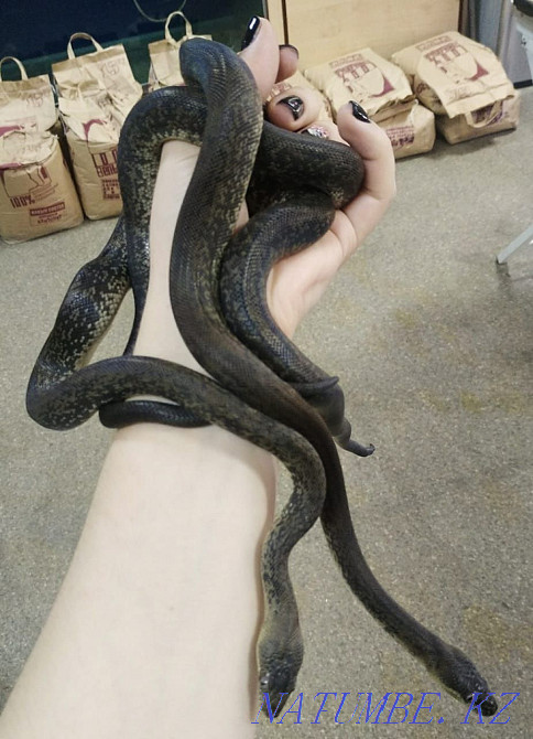 On sale! Snake Indonesian water python Liasis mackloti Almaty - photo 2