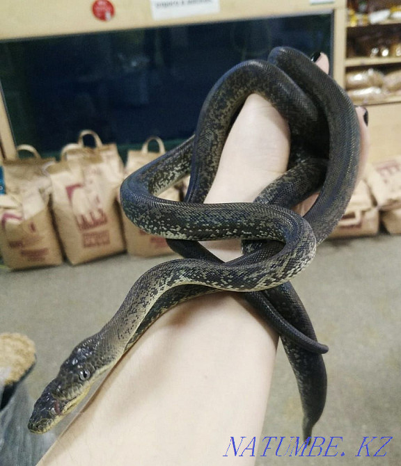 On sale! Snake Indonesian water python Liasis mackloti Almaty - photo 4