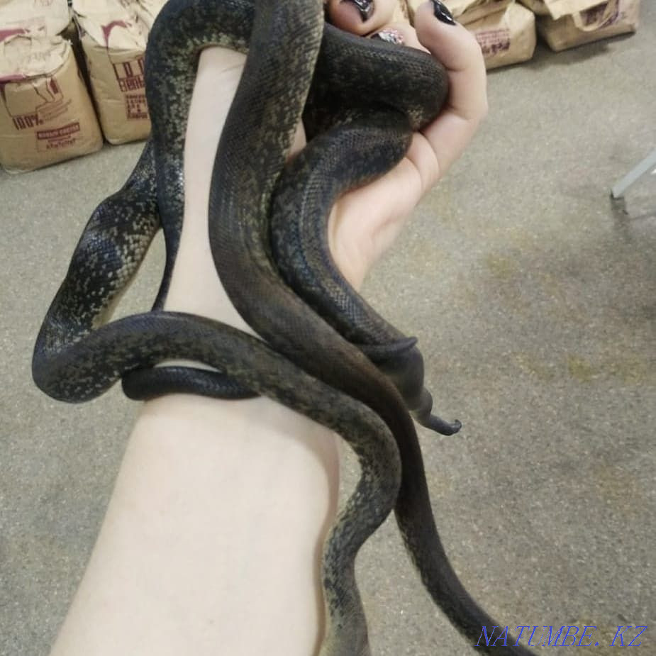 On sale! Snake Indonesian water python Liasis mackloti Almaty - photo 6