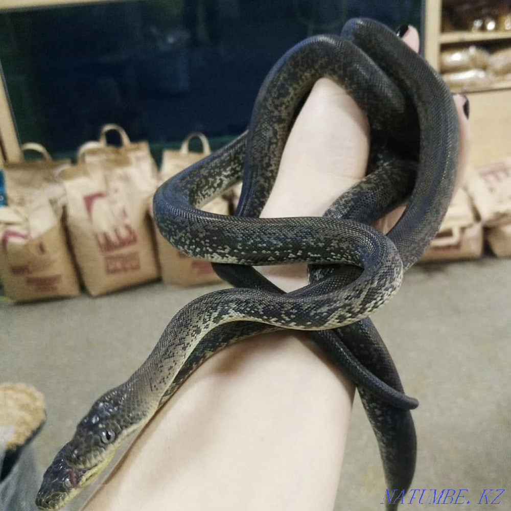 On sale! Snake Indonesian water python Liasis mackloti Almaty - photo 5