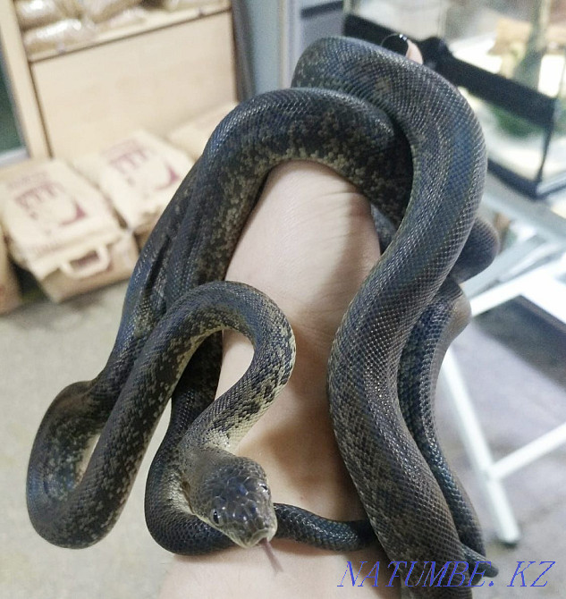 On sale! Snake Indonesian water python Liasis mackloti Almaty - photo 3