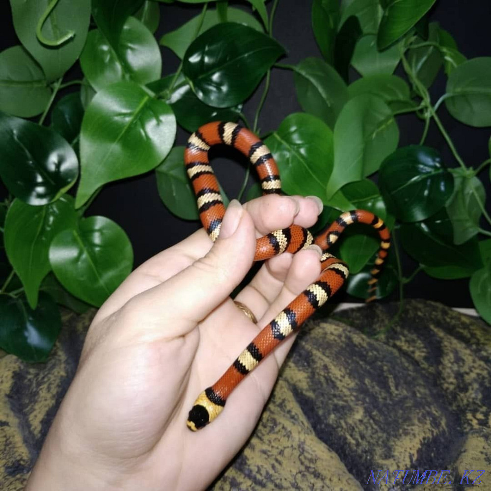 On sale! Honduran milk snake, shoelaces Almaty - photo 4