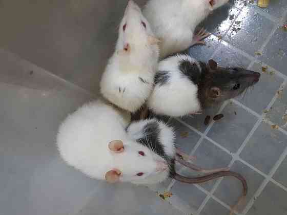 Крысы живые и замороженные кормовые Almaty