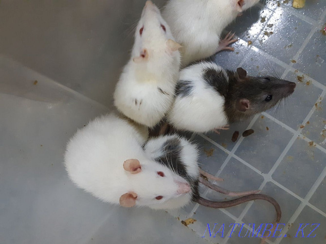 Крысы живые и замороженные кормовые Алматы - изображение 2