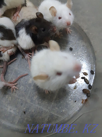 Крысы живые и замороженные кормовые Алматы - изображение 3