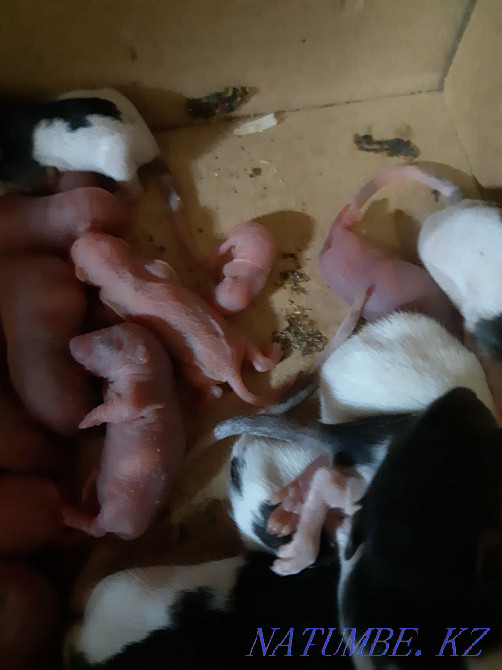 Егеуқұйрықтар, тірі және мұздатылған жем  Алматы - изображение 1