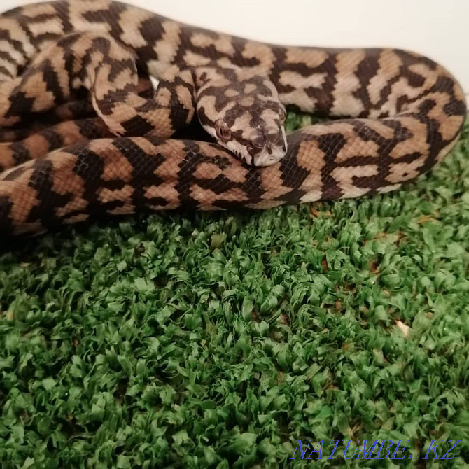 Carpet python snake Almaty - photo 2