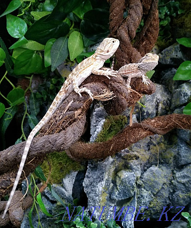 Baby Bearded Dragon Almaty - photo 3