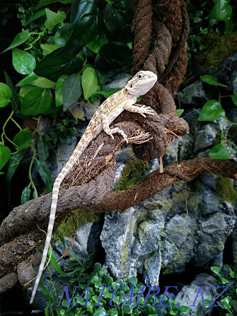 Baby Bearded Dragon Almaty - photo 2