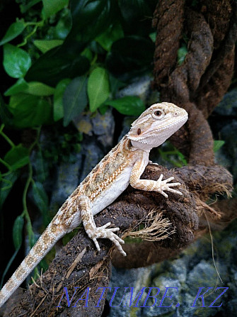 Baby Bearded Dragon Almaty - photo 1