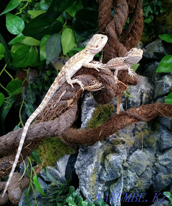 Baby Bearded Dragon Almaty - photo 3