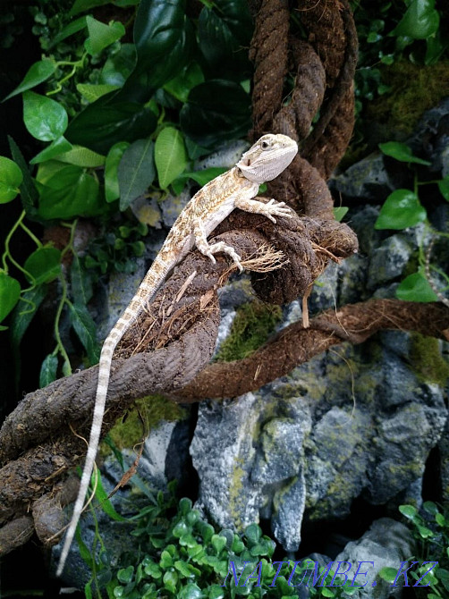 Baby Bearded Dragon Almaty - photo 2
