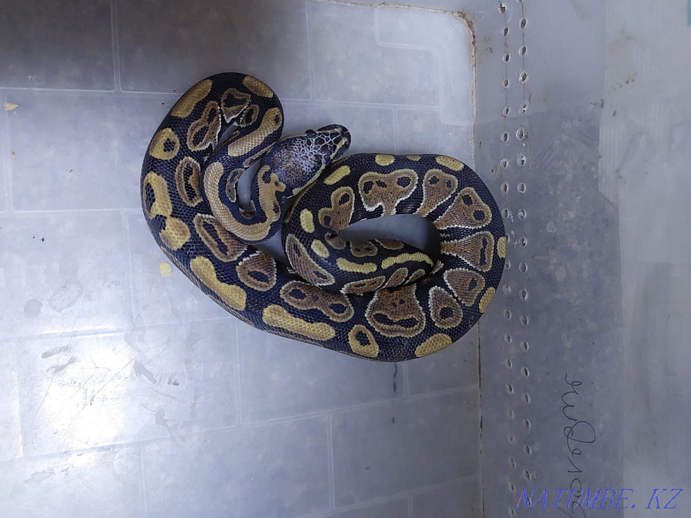 For sale Regius Almaty - photo 8