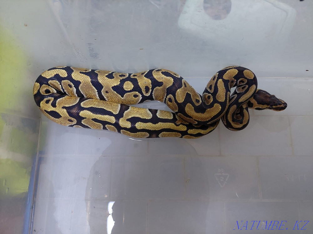 For sale Regius Almaty - photo 7