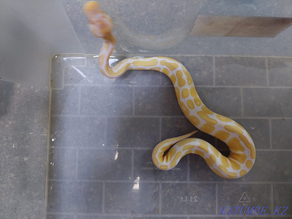 For sale Regius Almaty - photo 3