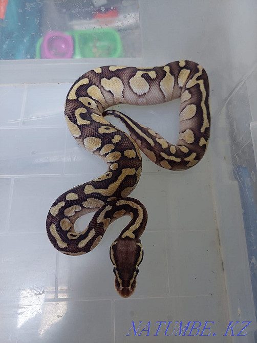 For sale Regius Almaty - photo 2