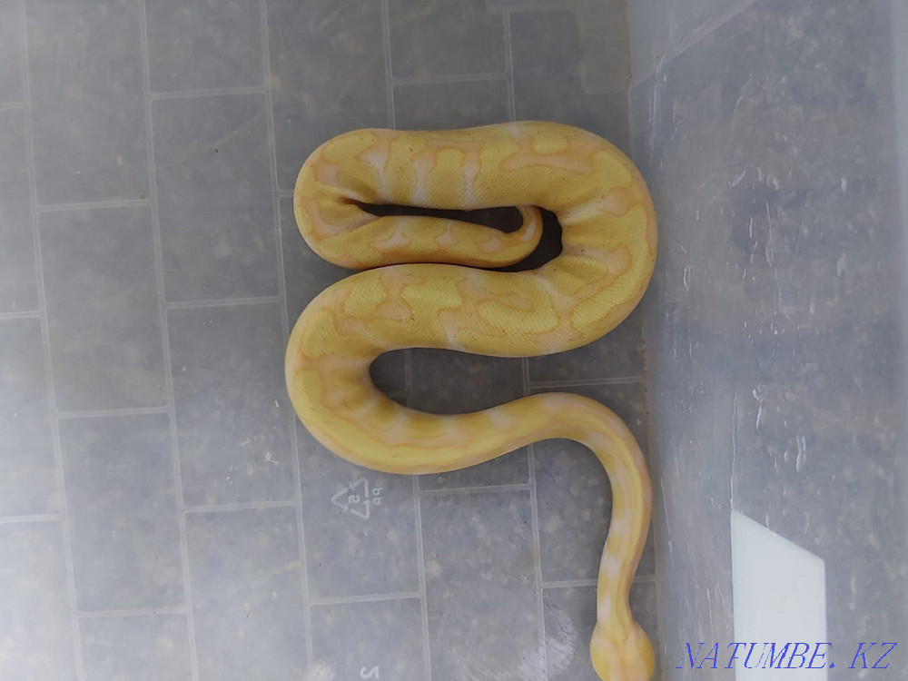 For sale Regius Almaty - photo 6