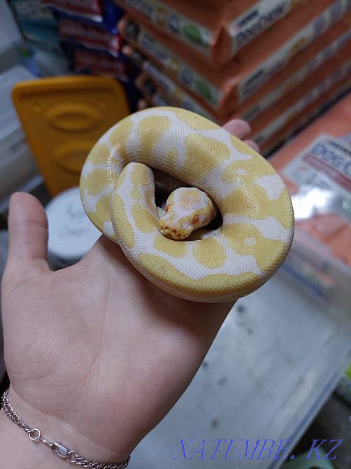 For sale Regius Almaty - photo 1