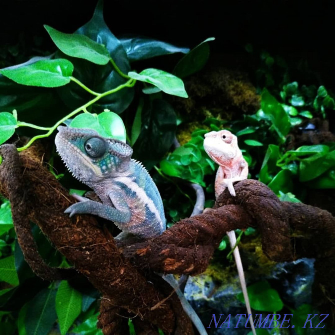 Panther Chameleons! babies for sale Almaty - photo 2