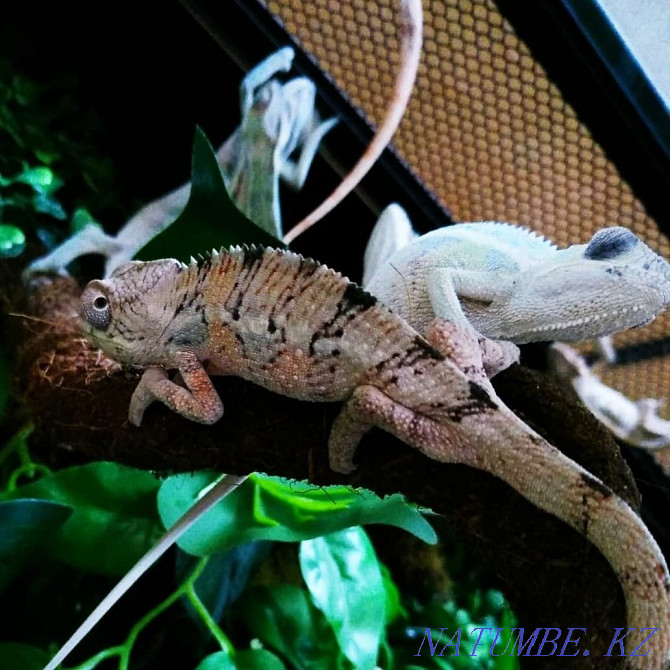 Panther Chameleons! babies for sale Almaty - photo 5