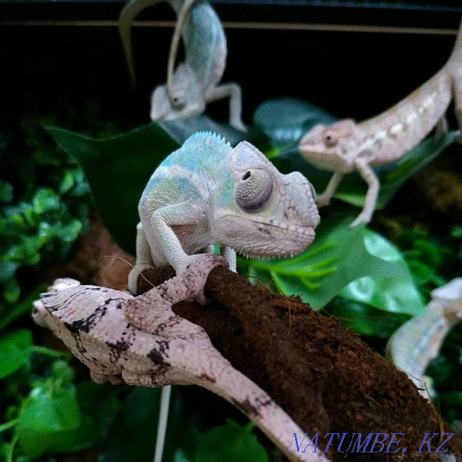 Panther Chameleons! babies for sale Almaty - photo 1