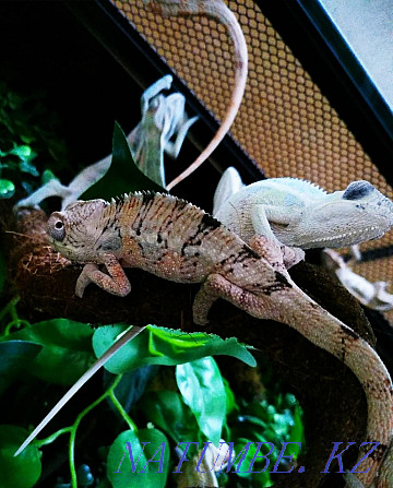 Panther Chameleons! babies for sale Almaty - photo 8