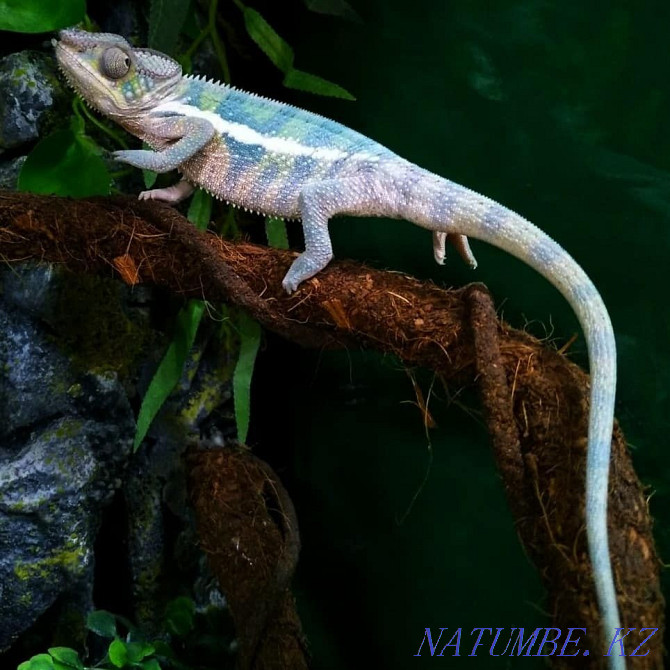 Panther Chameleons! babies for sale Almaty - photo 4