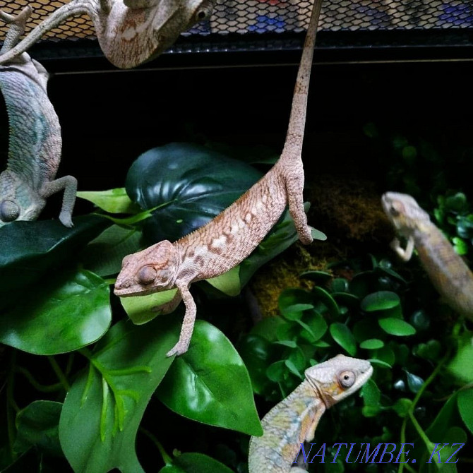 Panther Chameleons! babies for sale Almaty - photo 3